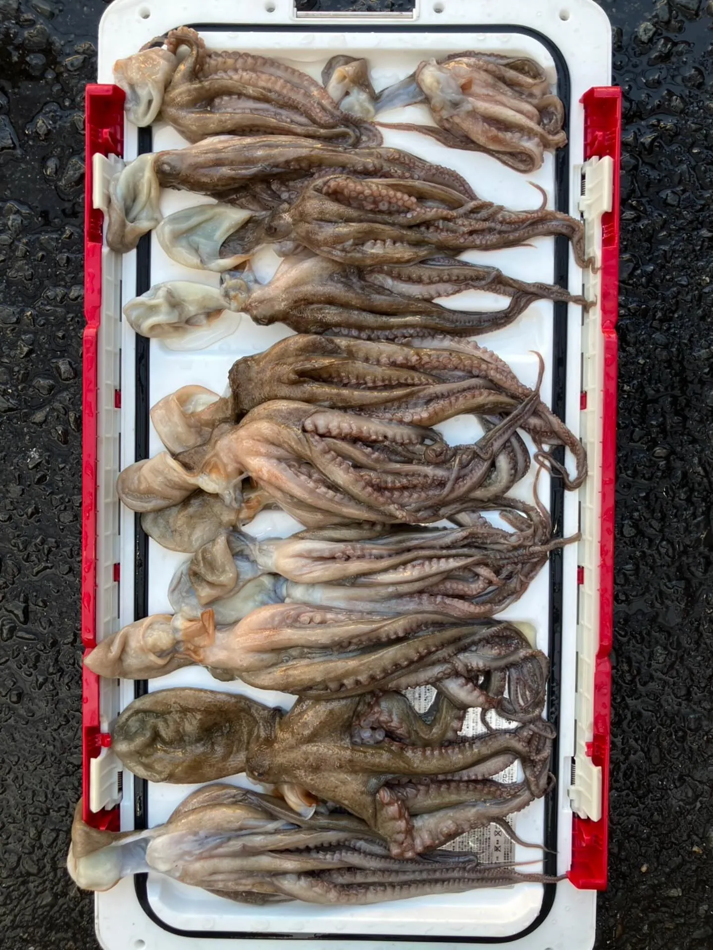 今日は社長の船で明石でタコ釣りをしてきました！🛥️🐙お世話に...